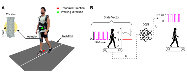 Human Gait Entrainment